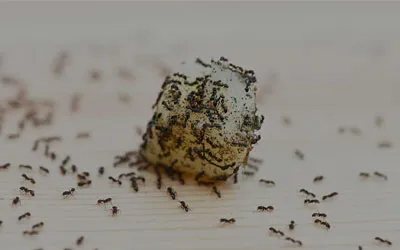 Dezinsekcia mravcov. Pri dezinfekcii mravcov volíme profesionálne gélové návnady pre ich účinnosť a ekologickosť. Dezinsekciu mravcov realizujeme v okrese Krupina a okolie. Volajte 0918 253 319