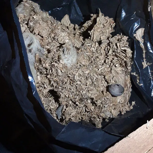Sršnie hniezdo po zásahu, likvidujeme celé kolónie sršňov ekologickými insekticídmi. Odstránenie sršnieho hniezda v podkroví domu