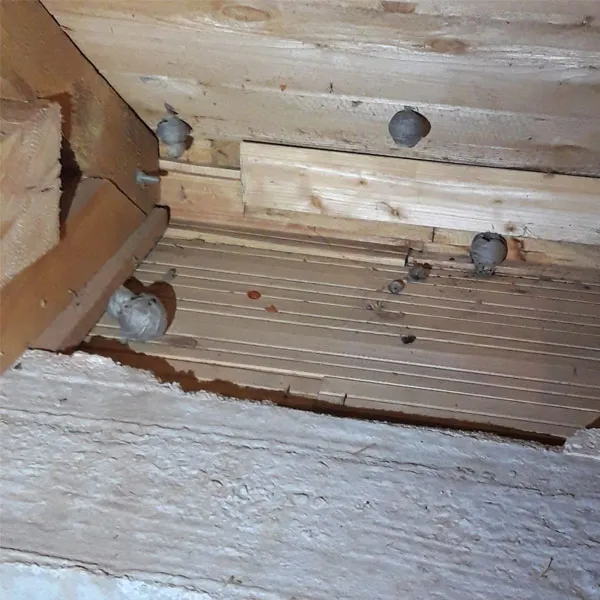 Osie hniezda pred zásahom, likvidujeme celé kolónie ôs ekologickými insekticídmi. Odstránenie osieho hniezda v podkroví domu
